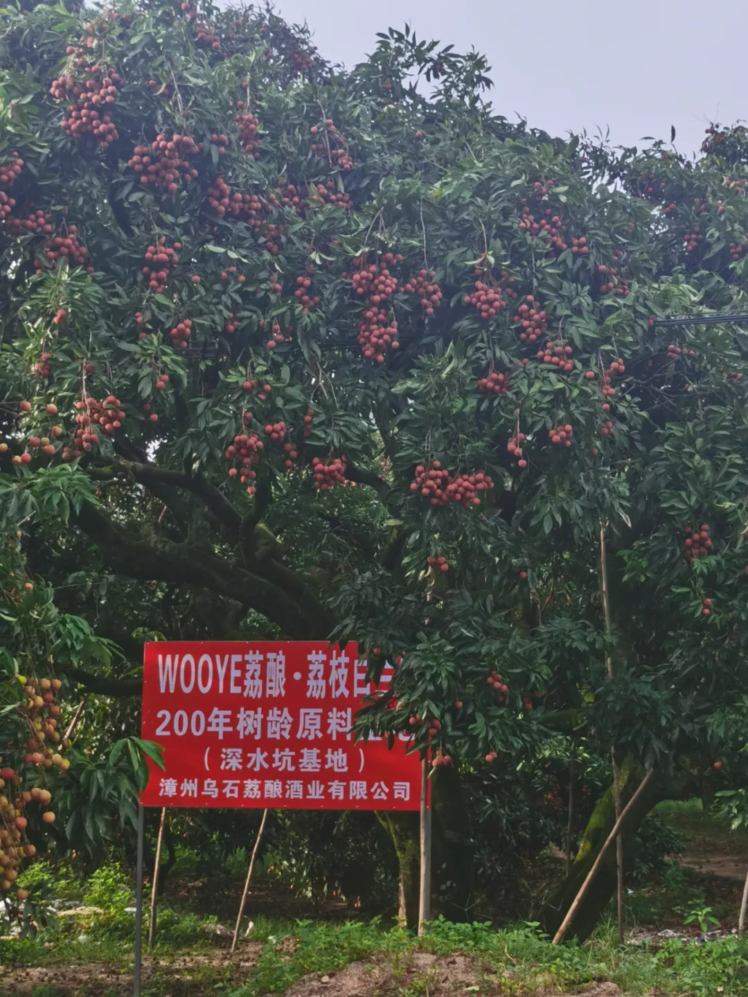 漳州荔酿|让世界记住漳州荔枝的另一重灵魂 - Zhangzhou Xinmingxing Trade Co., Ltd